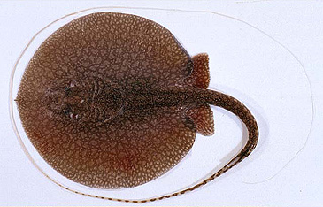 2830_Hiroshi Senou_Long-tailed River Stingray_Plesiotrygon iwamae.jpg 2830_Hiroshi Senou_Long-tailed River Stingray_Plesiotrygon iwamae.jpg